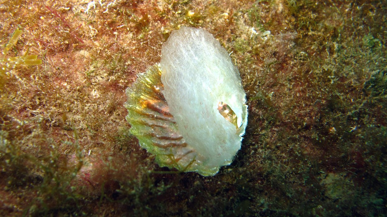 520 Anomie pelure d'oignon (Anomia ephippium).JPG - Anomie pelure d'oignon (Anomia ephippium)